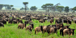 african safari