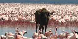 african safari