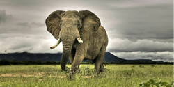 african safari