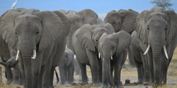 african safari