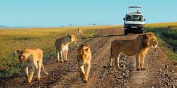 african safari