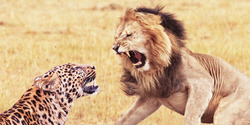 african safari