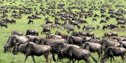 african safari