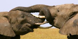 african safari