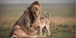 african safari