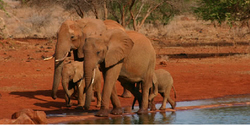 african safari