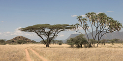 african safari