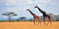 african safari