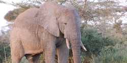 african safari