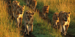african safari